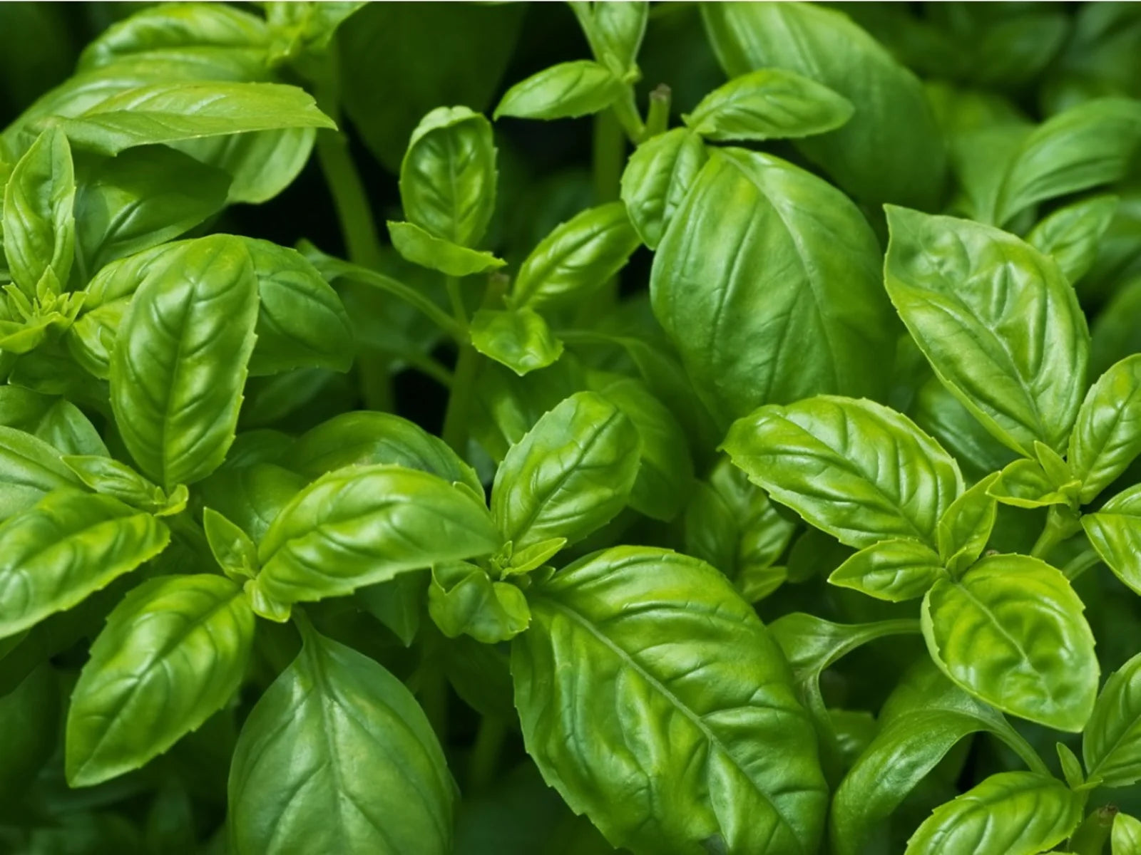 What Does Basil Smell Like? Perfume Nez