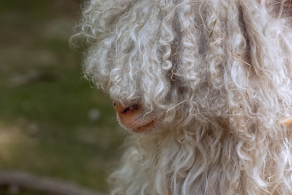 What Does Cashmere Smell Like? Perfume Nez