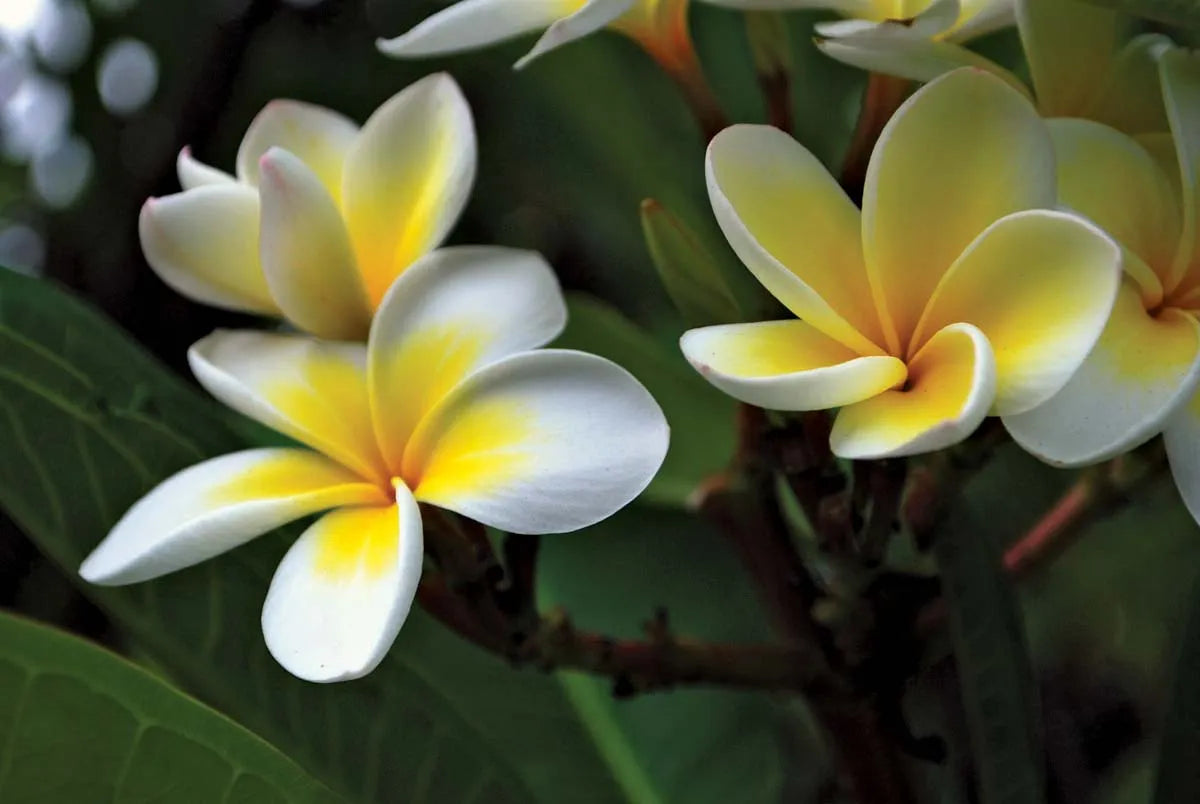 What Does Frangipani Smell Like? Perfume Nez