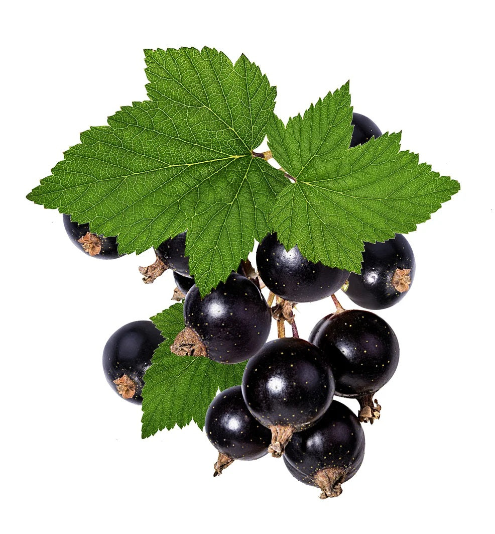 what-does-black-currant-smell-like-perfume-nez