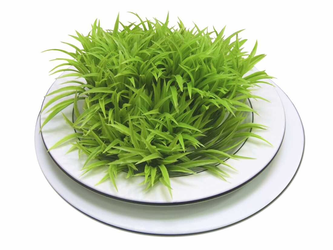 What Does Grass Smell Like? Perfume Nez