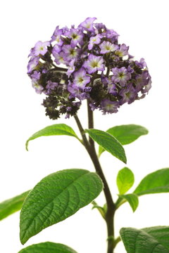 What does heliotrope smell like?