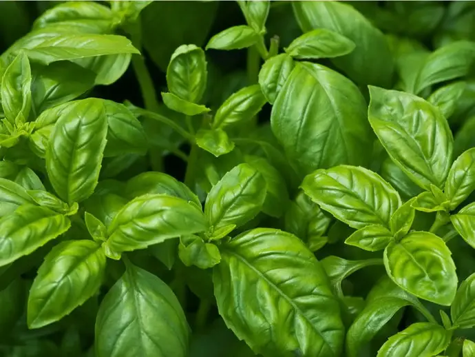 What Does Basil Smell Like?