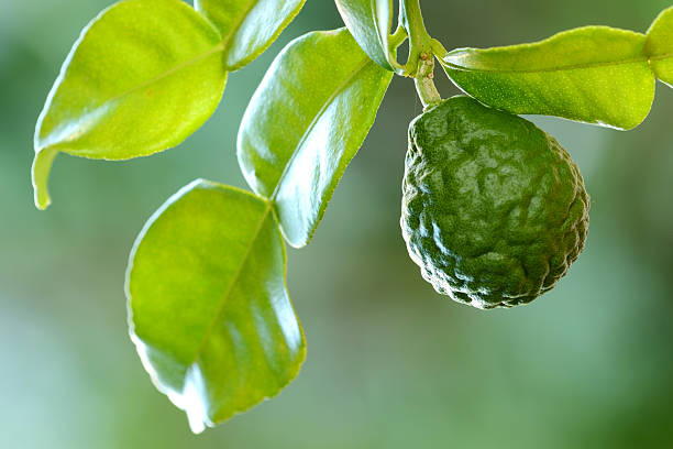 What Does Bergamot Smell Like?