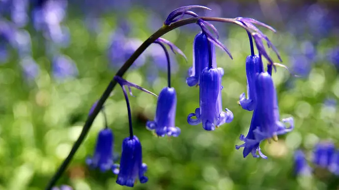 What Does Bluebell Smell Like?