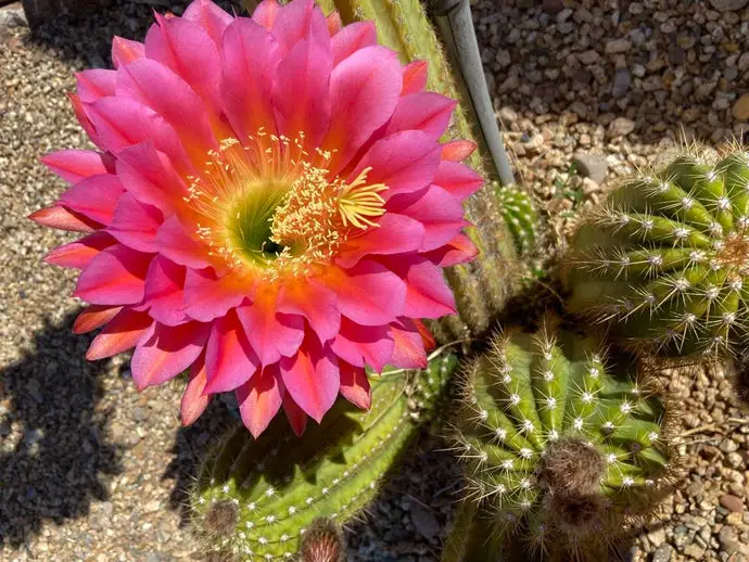 What Does Cactus Blossom Smell Like?