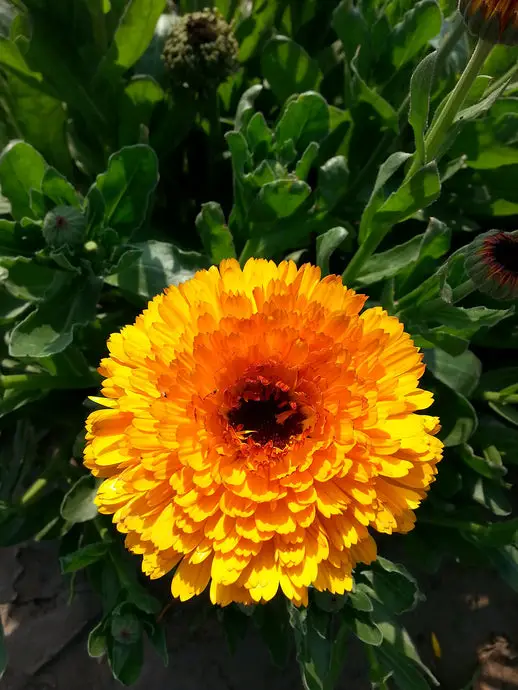 What Does Calendula Smell Like?