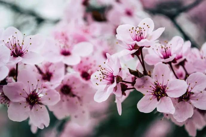 What Does Cherry Blossom Smell Like?