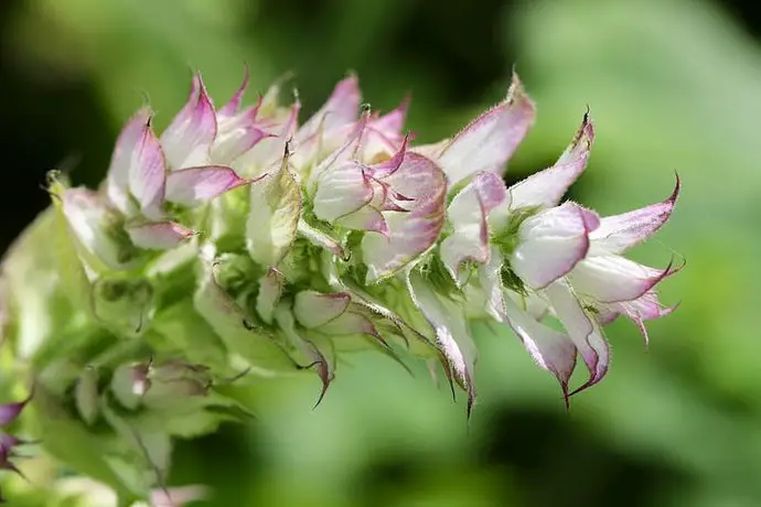 What Does Clary Sage Smell Like?