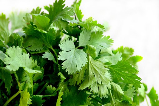 What Does Coriander Smell Like?