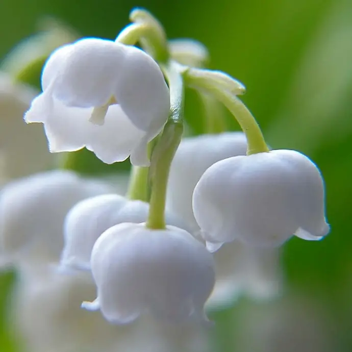 What Does Lily of the Valley Smell Like?