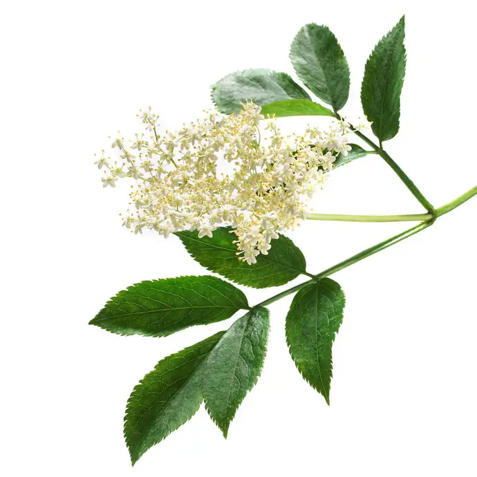 What Does Elderflower Smell Like?