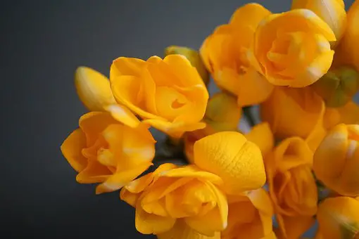 What Does Freesia Smell Like?