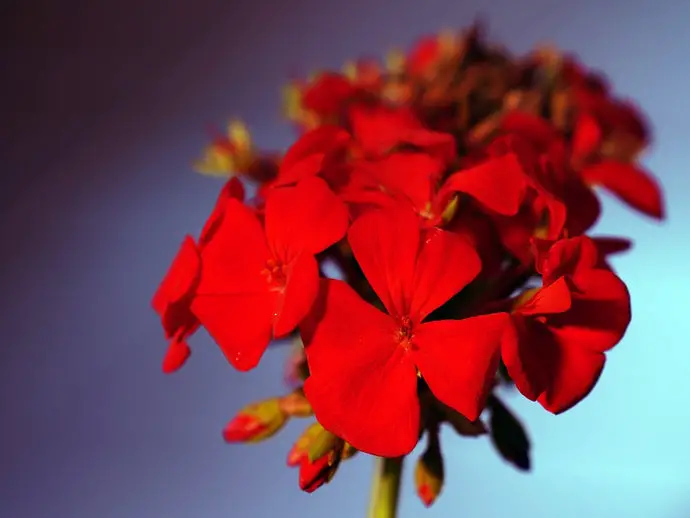 What Does Geranium Smell Like?