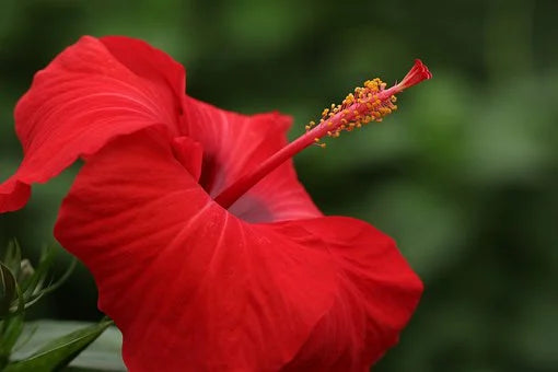 What Does Hibiscus Smell Like?