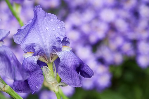 What Does Iris Smell Like?