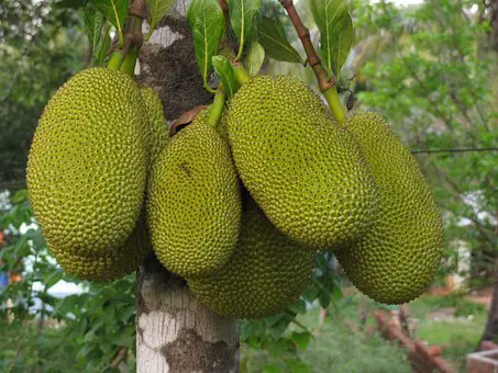 What Does Jackfruit Smell Like?