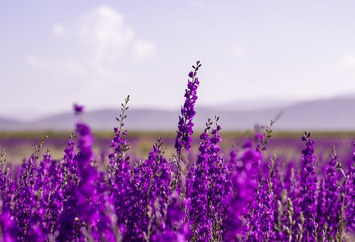 What Does Lavender Smell Like?