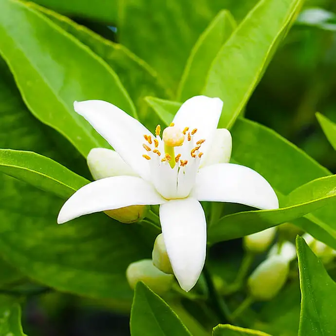 What Does Neroli Smell Like?