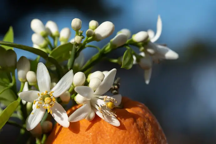 What Does Orange Blossom Smell Like?