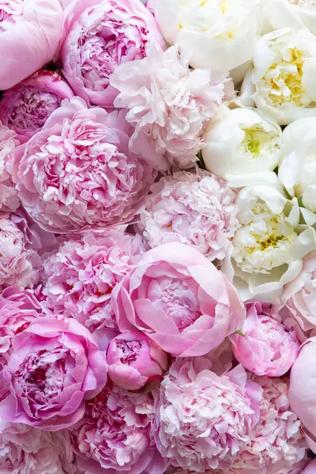 What Does Peony Smell Like?