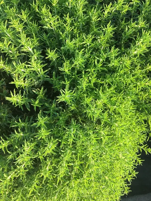 What Does Thyme Smell Like?