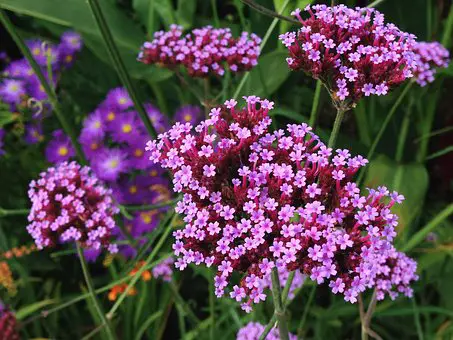 What Does Verbena Smell Like?