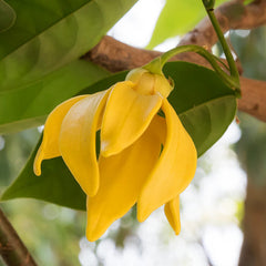 What Does Ylang Ylang Smell Like?
