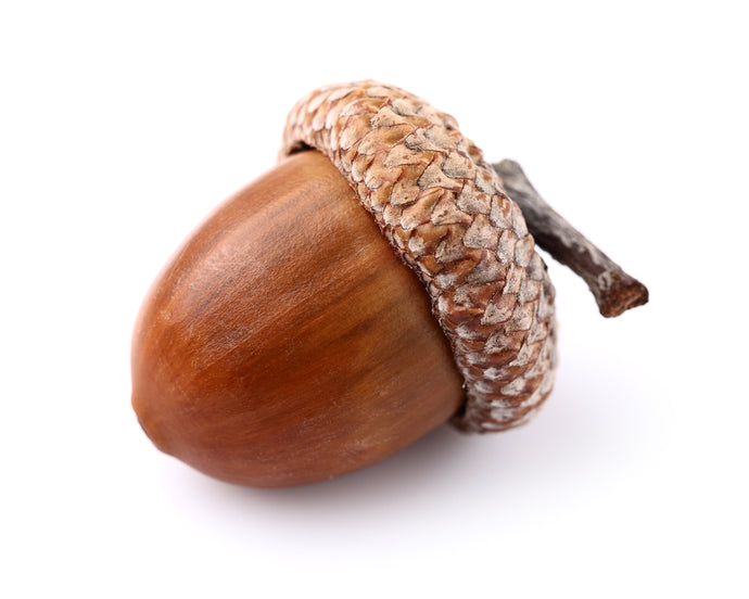 What Does Acorn Smell Like?
