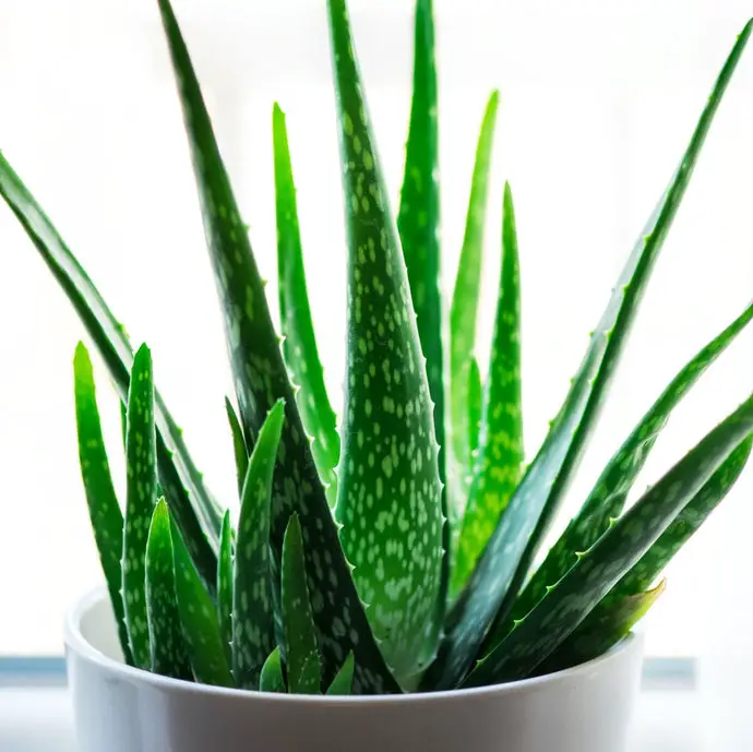 What Does Aloe Smell Like?