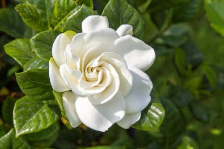 What Does Gardenia Smell Like?