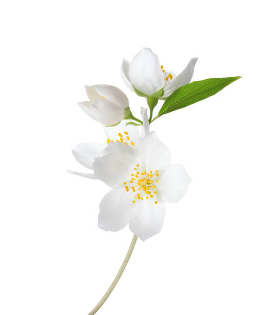 What Does Jasmine Smell Like? Perfume Nez