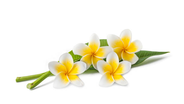 Best Frangipani Perfumes