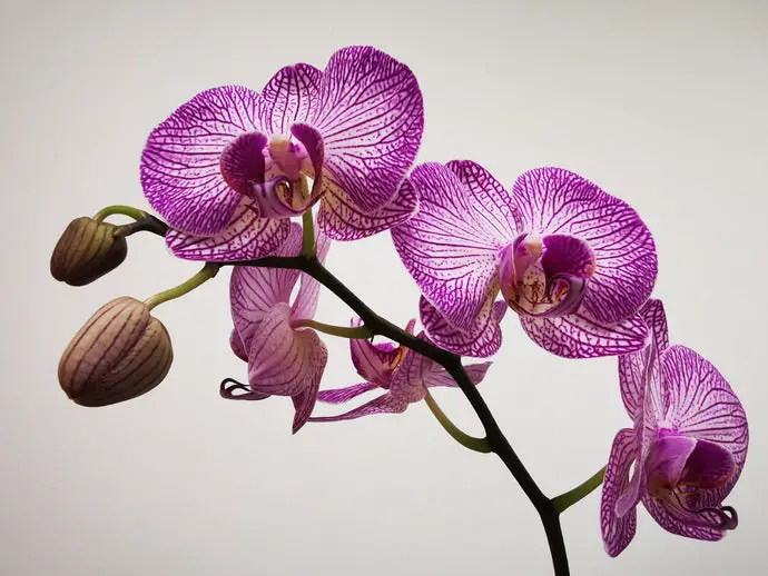 What Does Orchid Smell Like?