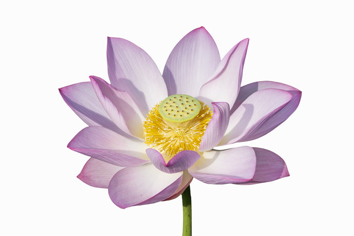 What Does Lotus Smell Like?