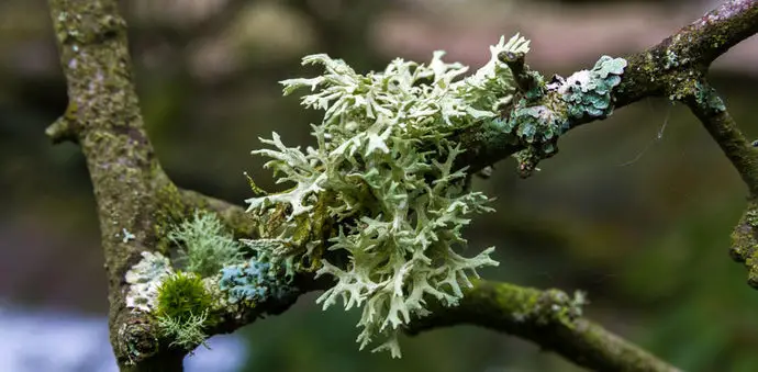 What Does Oakmoss Smell Like?