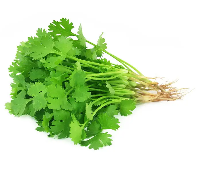 What Does Cilantro Smell Like?