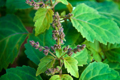 What Does Patchouli Smell Like?