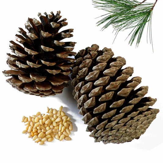 What Does Pine Smell Like?