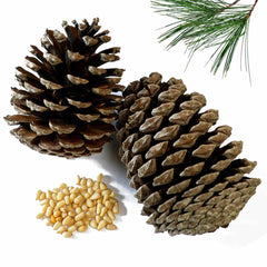 What Does Pine Smell Like?