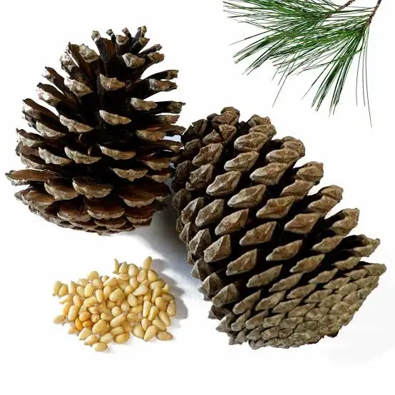 What Does Pine Smell Like?